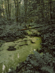 A small river in the forest among green trees 