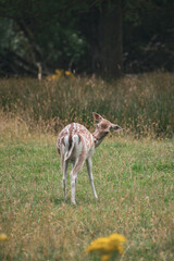 Deers on Wollanton Park, Nottingham 