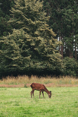 Deers on Wollanton Park, Nottingham 
