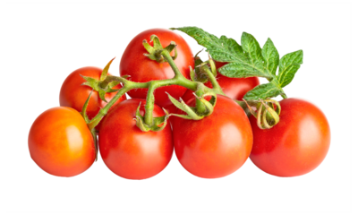 Fresh Tomatoes with green leaves. Tomato vegetables brunch. Vegetable tomatoes isolated. Organic natural farm grown food harvest. PNG.