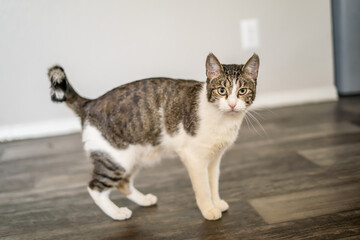 Poor Sweet Broken Tail Kitty