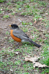 adventure climbing high wire park - people on course in mountain helmet