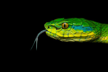 Professional macro portrait of an adult female large-scaled pit viper sensing the surrounding with tongue out
