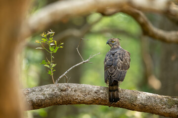 Full body portrait of a changeable hawk-eagle taken during summer months at Dudhwa national park, Uttar Pradesh, India
