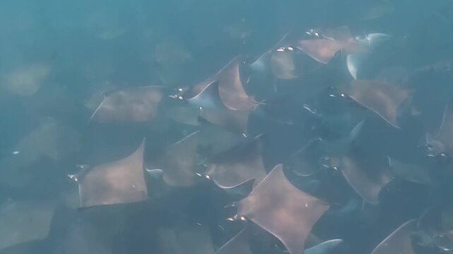 4k video of a large aggregation of Munk's Devil Rays aka Mobula Rays (Mobula munkiana) in Baja California Sur, Mexico