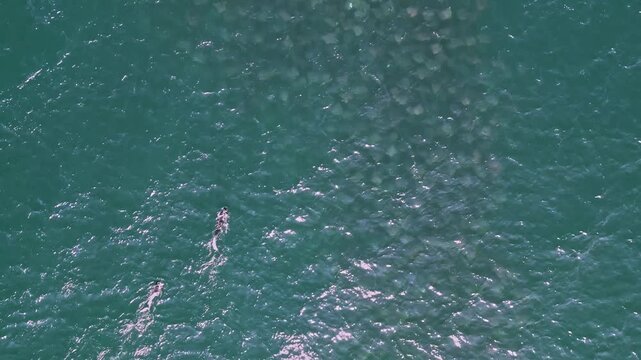 4k drone footage of snorkellers swimming next to a large aggregation of Munk's Devil Rays aka Mobula Rays (Mobula munkiana) in Baja California Sur, Mexico