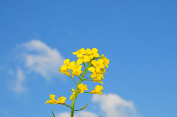 Obraz premium Blooming.