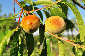 Peach.