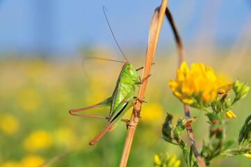 Grasshopper.
