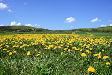 Flowery field.