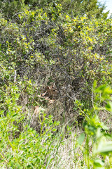 Up close of a baby fawn hidden in the bushes in South Dakota Badlands