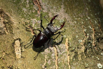 Stag Beetle