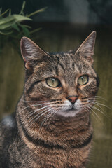 Obraz premium close up portrait of a cat