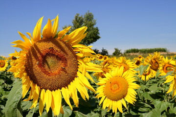 Fototapete bei efototapeten.de bestellen   