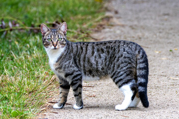 Tabby Cat (Felis catus) in Urban and Suburban Environments Worldwide