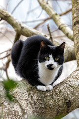 Tuxedo Cat (Felis catus) in Urban and Suburban Homes Worldwide