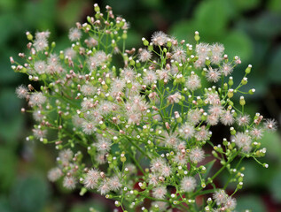 Erigeron canadensis grows in nature