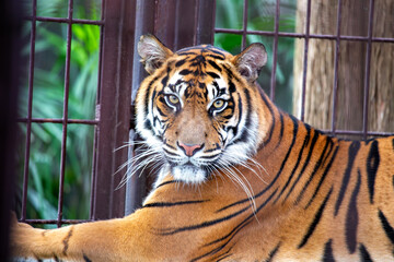 Sumatran Tiger (Panthera tigris sumatrae) in the Rainforests of Sumatra, Indonesia