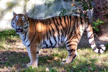 Sumatran Tiger (Panthera tigris sumatrae) in the Rainforests of Sumatra, Indonesia
