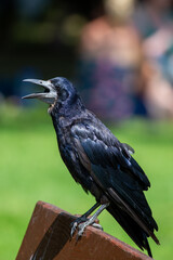 Rook (Corvus frugilegus) in Woodlands and Farmlands of Europe and Asia