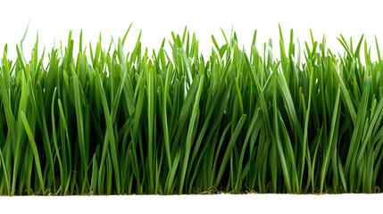 Fototapeta premium tall lawn grass, isolated on transparent background, png