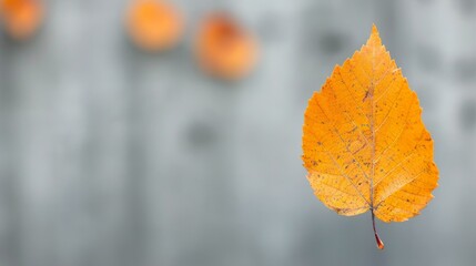 Obraz premium Close-Up of a Single Orange Leaf Hanging From a Branch in Autumn Light