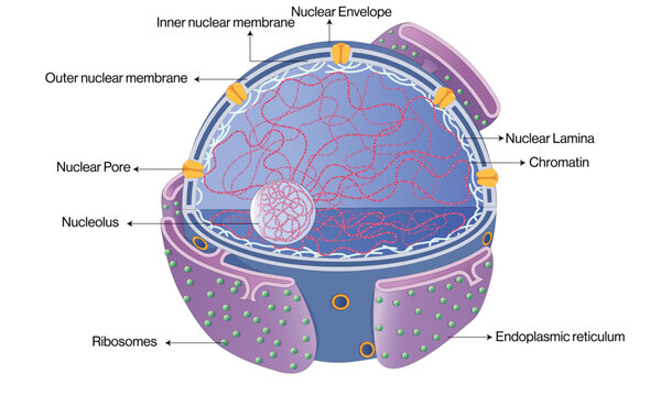 Detailed Structure of Nucleus: Vector Illustration of Nuclear Components and Cellular Function for Educational and Scientific Use on White Background