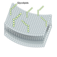 Detailed Structure and Function of Glycolipids: Vector Illustration for Biochemistry and Cellular Biology Research on White Background