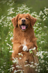 Fototapeta premium Nova scotia duck tolling retriever in daisies