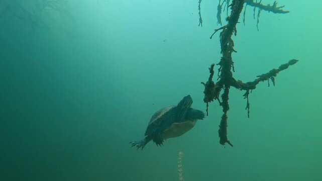 A Yellow-bellied slider turtle (Trachemys scripta scripta) arrives at and then departs from a submerged tree. Check the gallery for more Yellow-bellied slider footages.