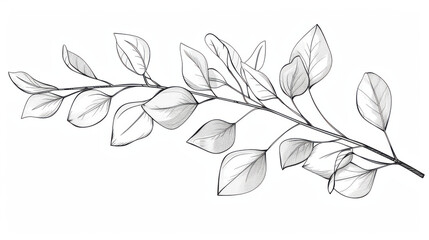 Obraz premium A minimalistic line drawing of eucalyptus leaves