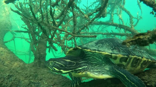 Multiple views of a Yellow-bellied slider turtle (Trachemys scripta scripta) resting on a submerged tree branch. Check the gallery for more Yellow-bellied slider footages.