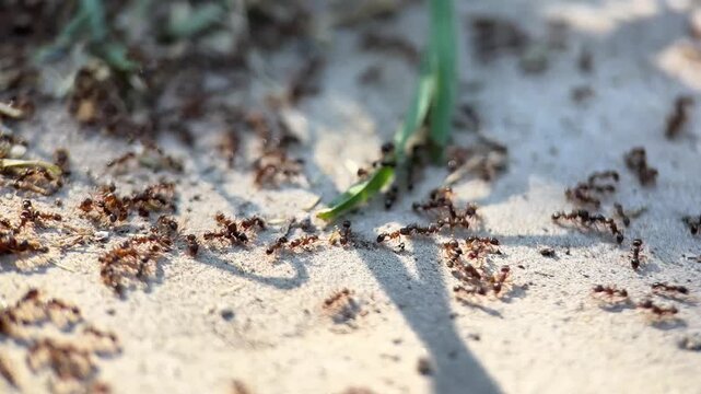 Close-up image of busy ants on the sandy ground near green grass blade, symbolizing nature and hard work, perfect for Earth Day or Labor Day concepts