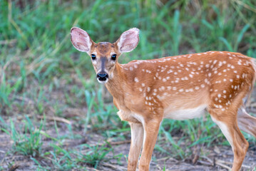 Whitetail deer fawn in the woods