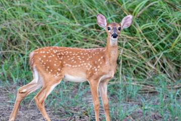 Whitetail deer fawn