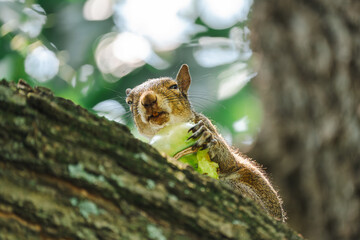squirrel eating on a tree