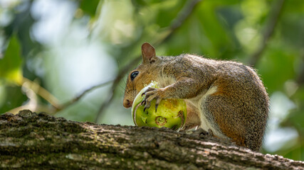 squirrel eating on a tree