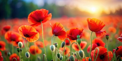 Obraz premium A beautiful close-up image of red poppy flowers blooming on Victory Day