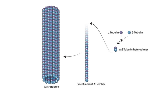 Detailed Structure of Microtubule Assembly: Vector Illustration for Cell Biology and Cytoskeletal Research on White Background