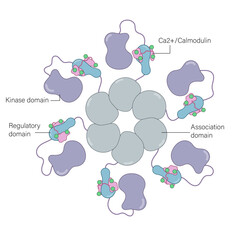Detailed CaM Kinase Complex Structure in Activated Mode: High-Resolution Vector Illustration for Biochemistry, Molecular Biology, and Signal Transduction on White Background