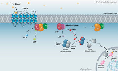 Detailed G Protein Signaling Mechanism with G Alpha S in the Plasma Membrane: Comprehensive Vector Illustration for Cell Biology and Biochemistry