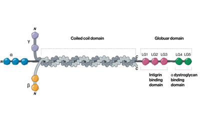 Detailed Structure of Laminin Protein with Different Domains and Labels: Vector Illustration for Molecular Biology and Biochemistry on White Background