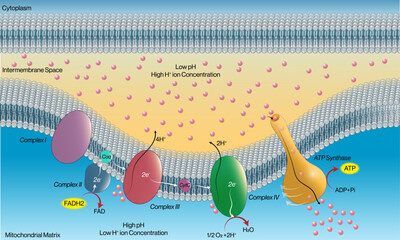 Detailed Pathway of Electron Transport Chain Through FADH2: Vector Illustration for Mitochondrial Respiration and Cellular Metabolism on White Background