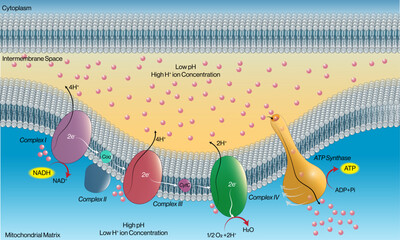 Detailed Pathway of Electron Transport Chain through NADH Pathway: Comprehensive Vector Illustration for Biochemistry and Cellular Respiration on White Background