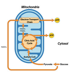 Mechanism of Energy Production in Mitochondria, Detailed Vector Illustration of Glycolysis, Citric Acid Cycle, and Electron Transport Chain on White Background for Scientific Research
