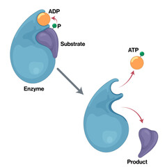 Mechanism of Substrate Level Phosphorylation, Detailed Vector Illustration Explaining Enzyme Kinetics and Biochemistry for Scientific Research and Education on White Background