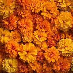 Marigold_flowers_background
