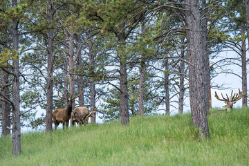 Elk in Bear Country USA, Rapid City South Dakota