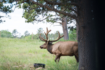 Elk in Bear Country USA, Rapid City South Dakota