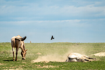wild horses in the field
